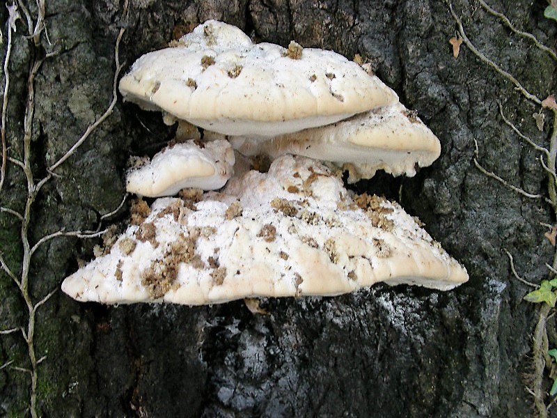 425 Agosto vecchio ritrovamento